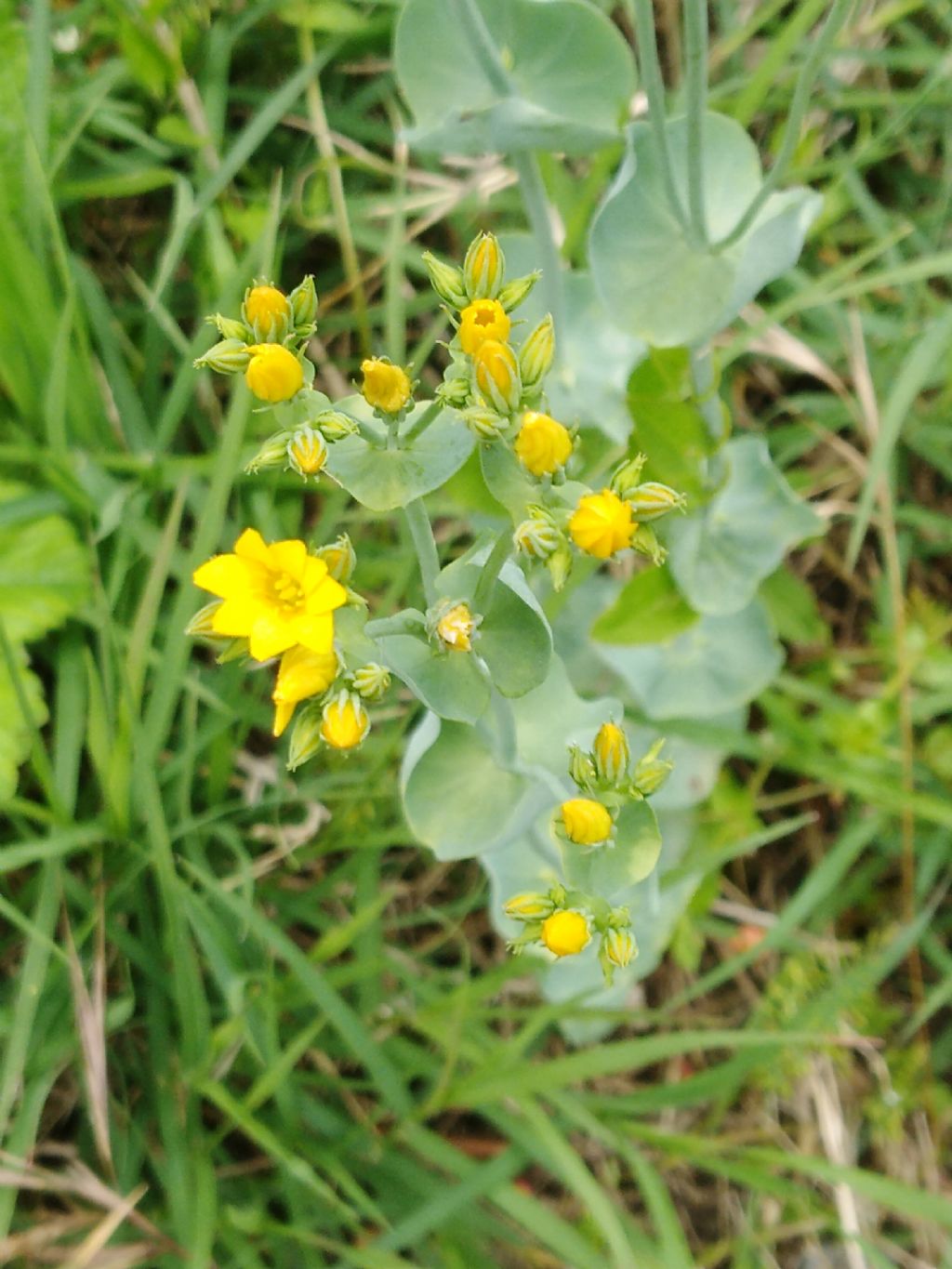 Pianta dai fiori gialli: Blackstonia perfoliata (Gentianaceae)
