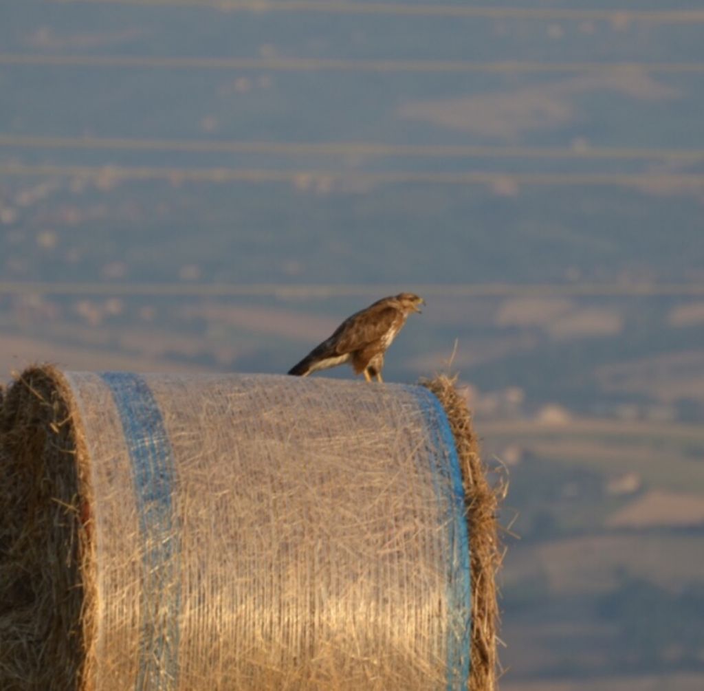 Riconoscimento rapace:   Poiana