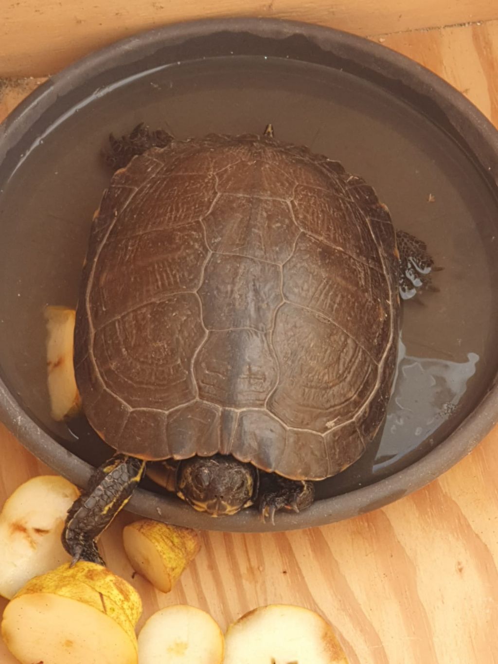 Identificazione testuggine: Trachemys sp.