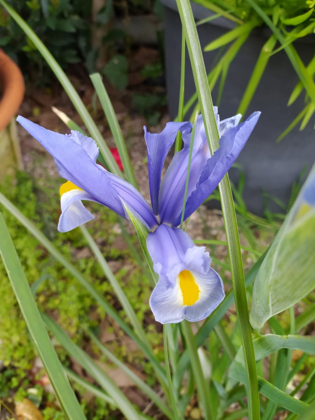 Iris azzurro. Possibile selvatico?  Xiphion xiphium = Iris xiphium