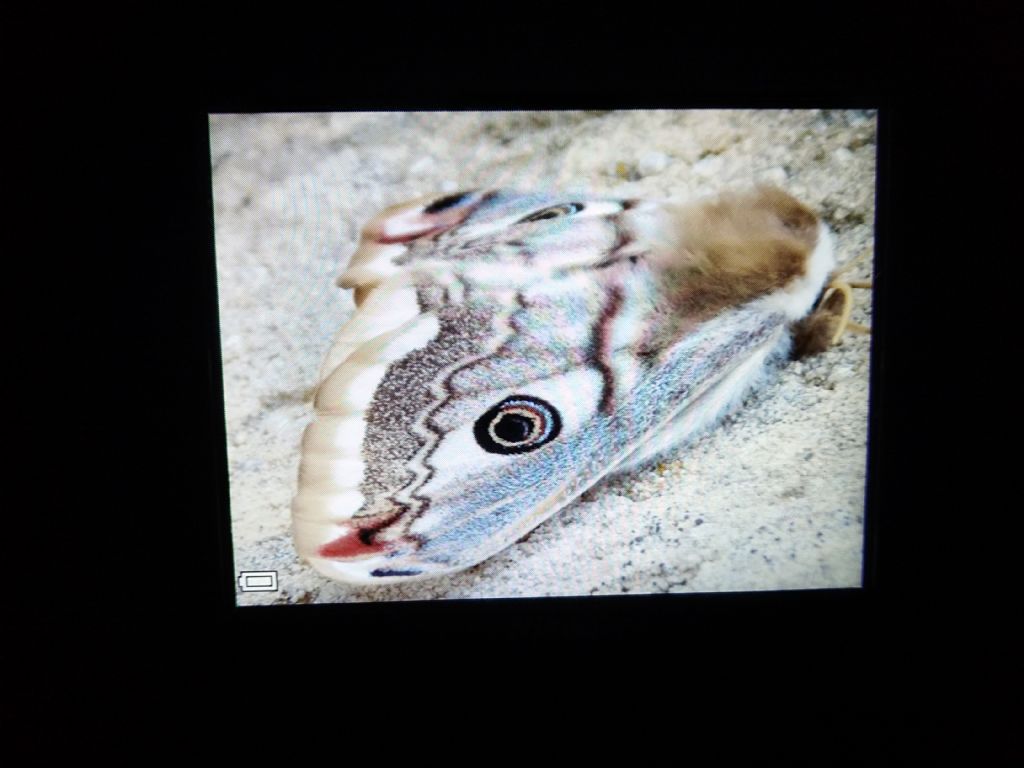 Saturnia pavoncella?