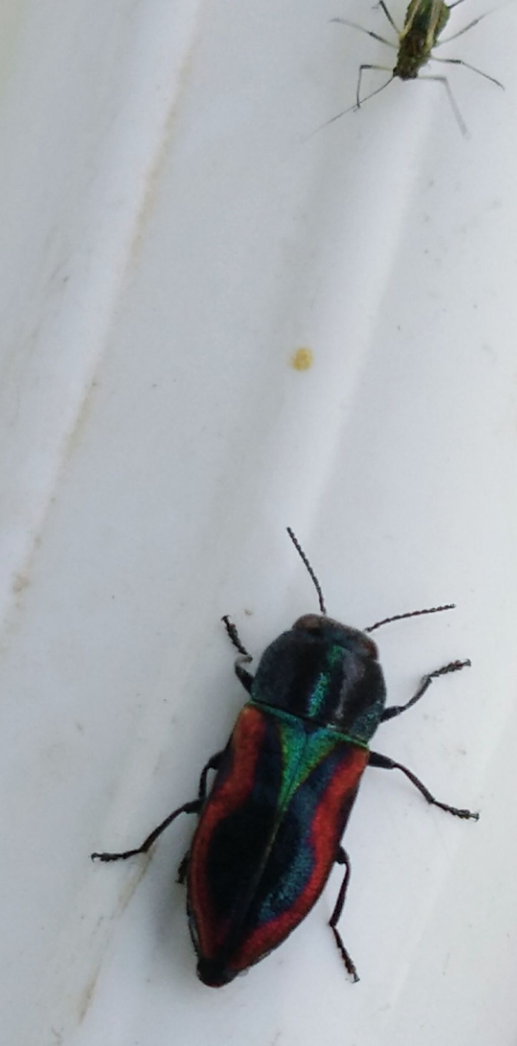 Buprestidae: Anthaxia candens ssp. lucens