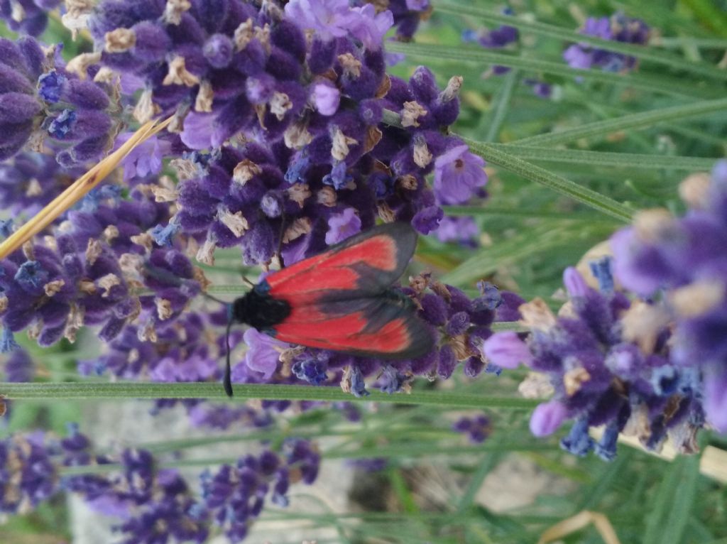 Identificazione zygaena