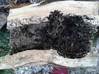 All''interno di un albero: nido abbandonato di Lasius fuliginosus (Formicidae)