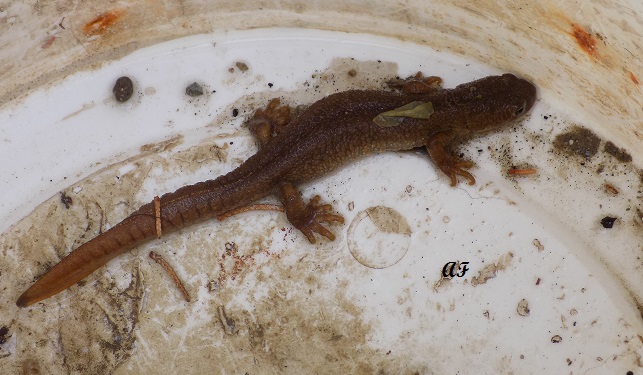 Identificazione - Triturus carnifex