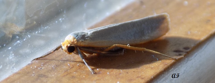 Identificazione piccola falena -  Eilema sp. Erebidae Arctiinae