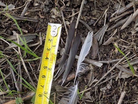 penne identificazione