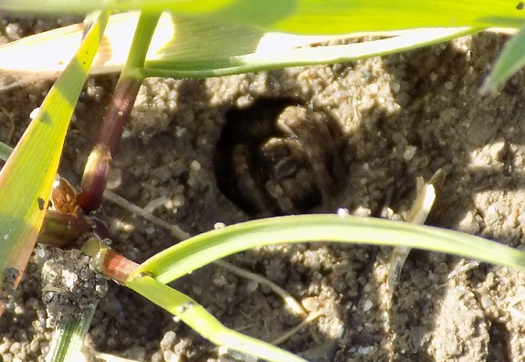 ragno in buco del terreno: Lycosidae: cfr. Alopecosa sp. - Benevento