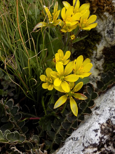 Liliaceae:  cfr. Gagea sp.