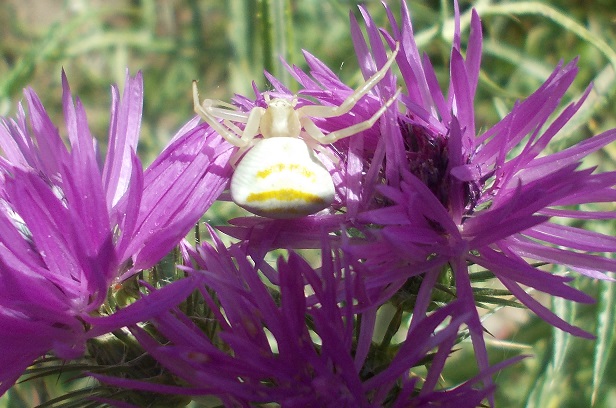 Thomisus onustus - Benevento