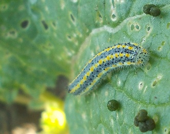 identificazione bruco giallo azzurro
