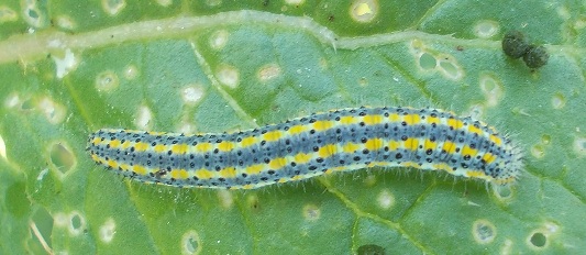 identificazione bruco giallo azzurro