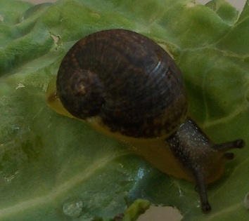 cantareus apertus?