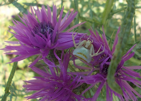 Thomisus onustus - Benevento
