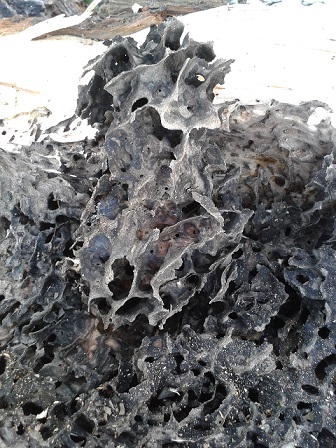 All''interno di un albero: nido abbandonato di Lasius fuliginosus (Formicidae)