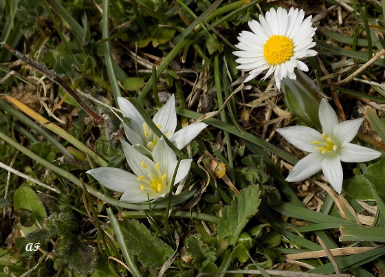 Liliaceae?  No, Ornithogalum sp.  (Asparagaceae)