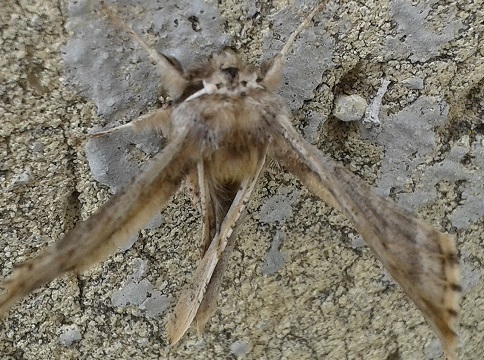 Identificazione: Apochima flabellaria - Geometridae