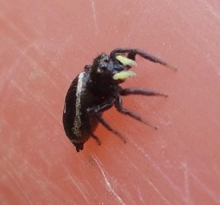 Heliophanus sp. - Sannio Beneventano (BN)