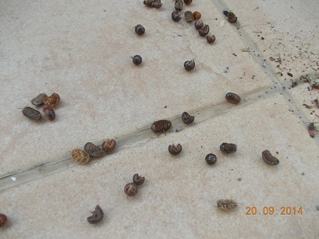 Invasione di onischi?