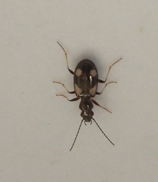 cleridae? no, Carabidae: Ocydromus genei