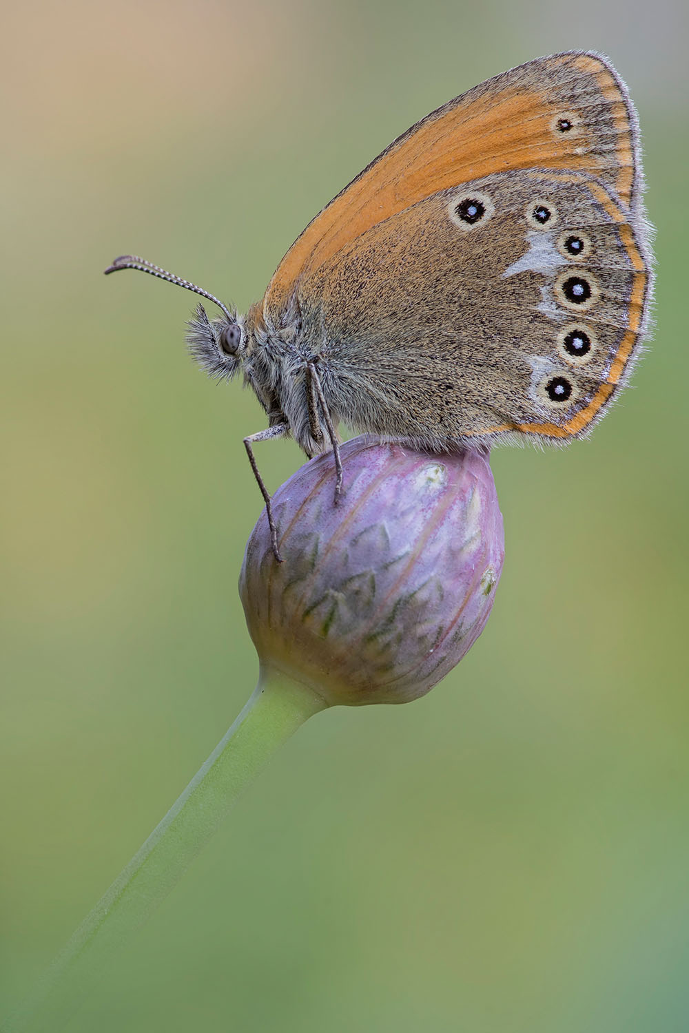 Coenonympha arcania? No, Coenonympha glycerion, Nymphalidae