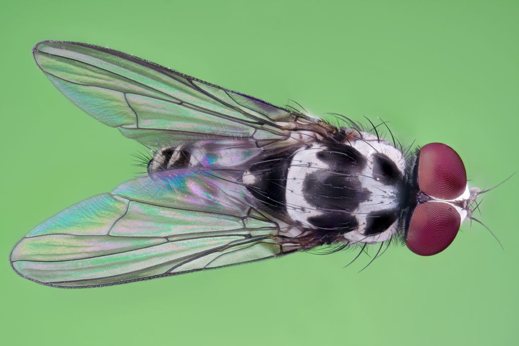 Muscidae:  Limnophora obsignata