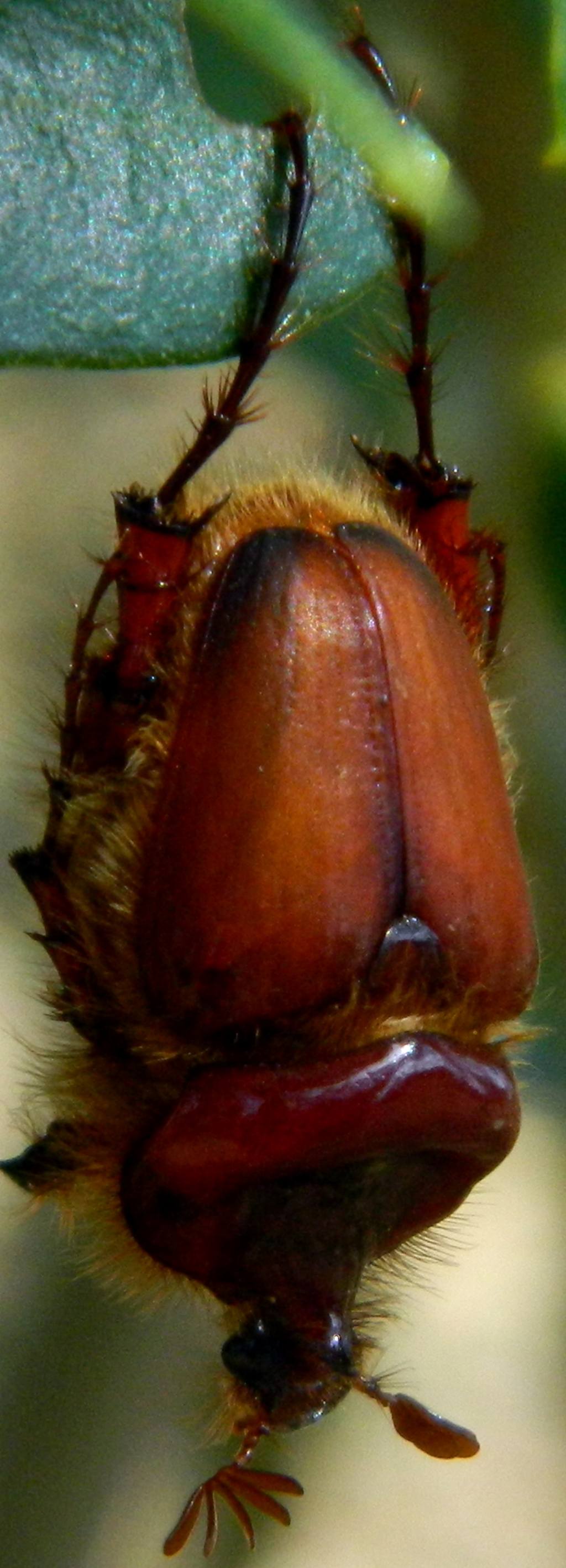 scarabeide da identificare: maschio Pachypus candidae