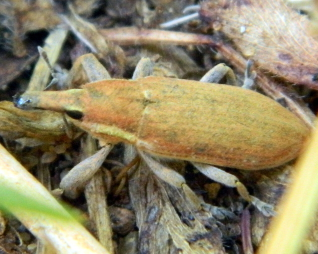 Curculionidae da identificare - Lixus vilis