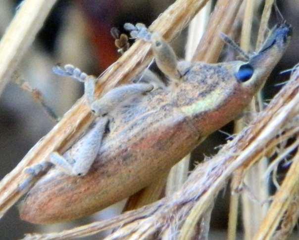 Curculionidae da identificare - Lixus vilis