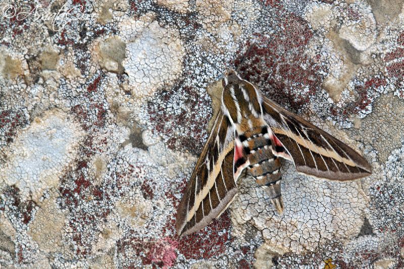 Hyles lineata?? S
