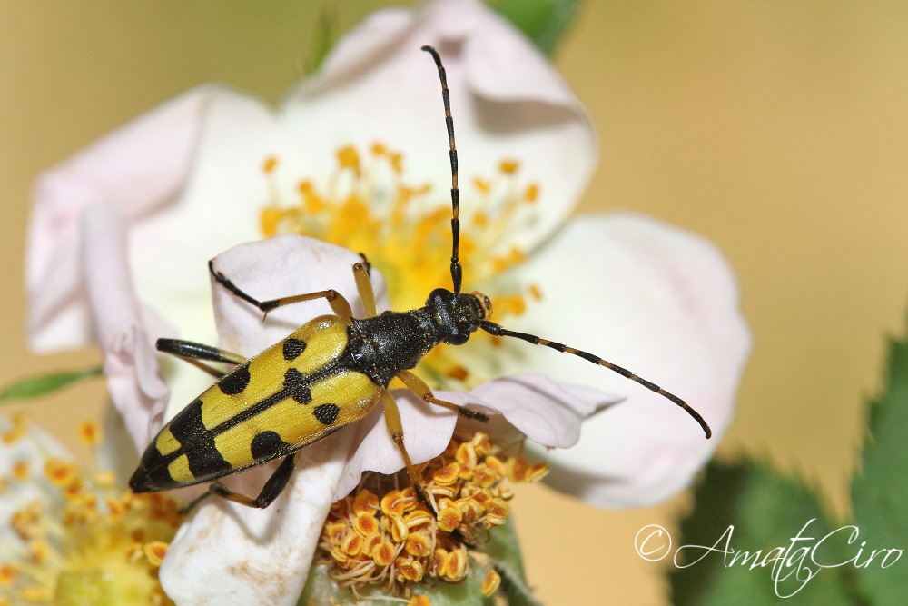 Cerambycidae: Rutpela maculata nigricornis