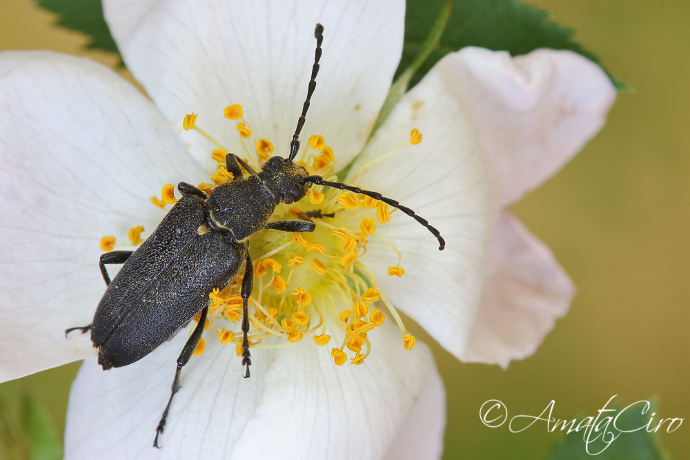 Cerambycidae: Stictoleptura scutellata melas