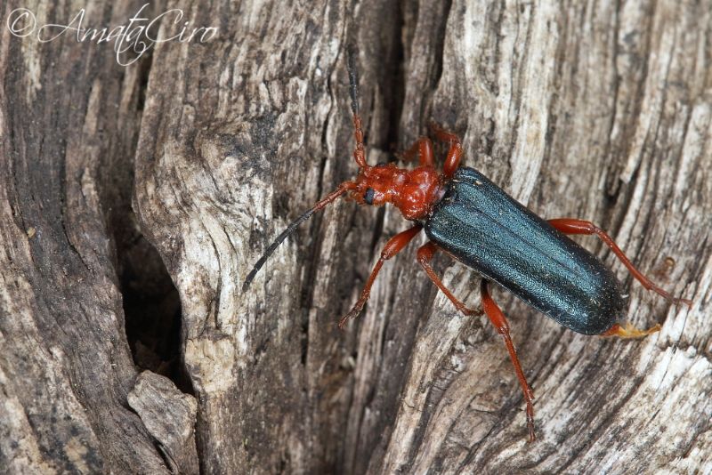 Cerambycidae: Rhamnusium bicolor