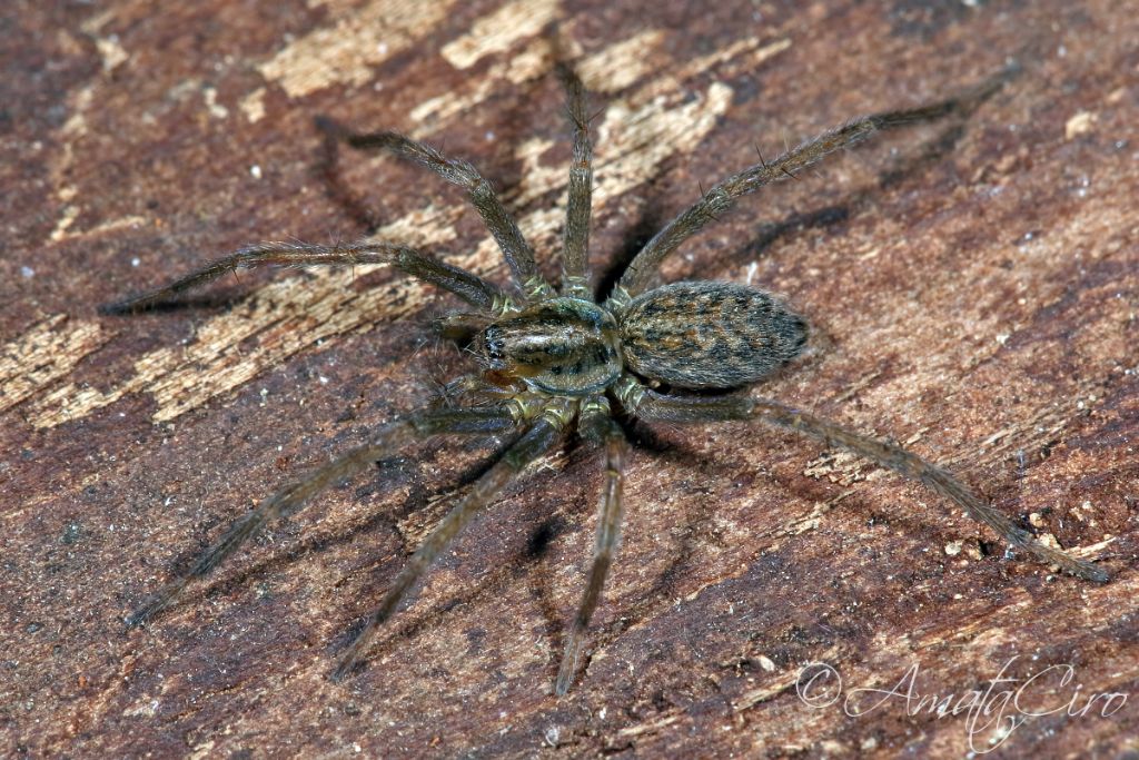 Eratigena agrestis - Tronina (EN)