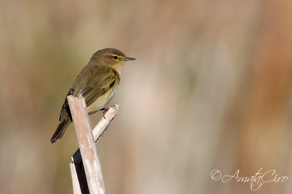 Nuovo da identificare 3