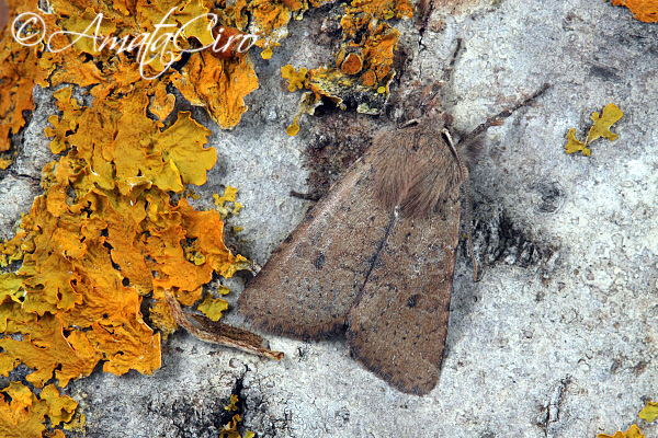 Falena da id 2 - Xanthia ruticilla