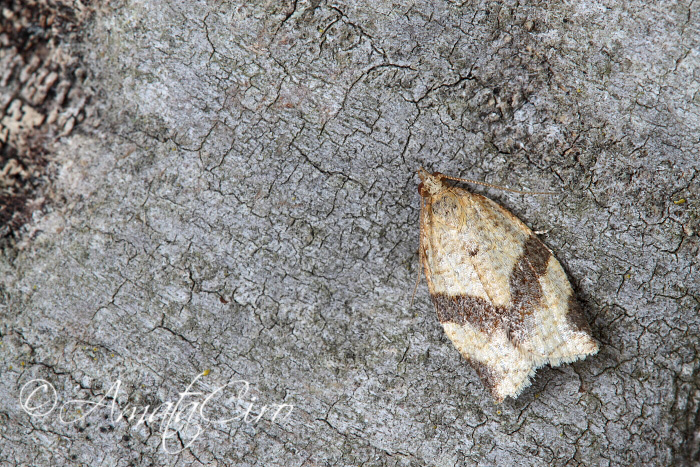 Falena da id 6 - Clepsis consimilana