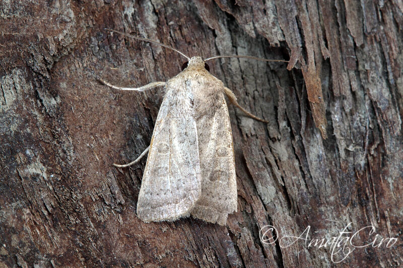 Falena da id 19 - Hoplodrina sp.