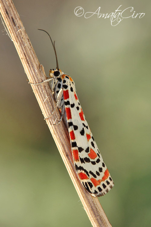 da determinare 5 - Utetheisa pulchella