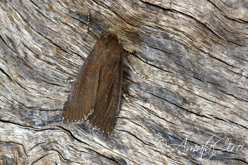 Falena da id 2 - Nonagria typhae f. fraterna