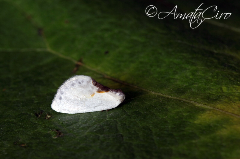 richiesta id n 10 - Cilix sp.  Drepanidae