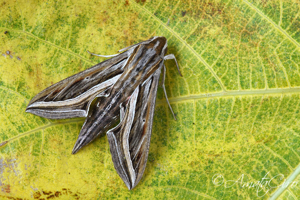 da determinare - Hippotion celerio