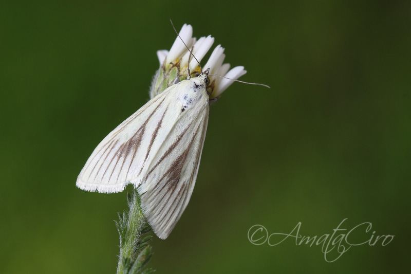 Falena n 1 da id - Sitochroa palealis