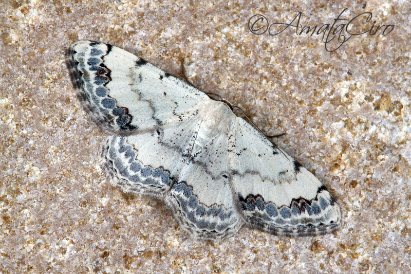 Falena n3 da id - Scopula (Scopula) decorata