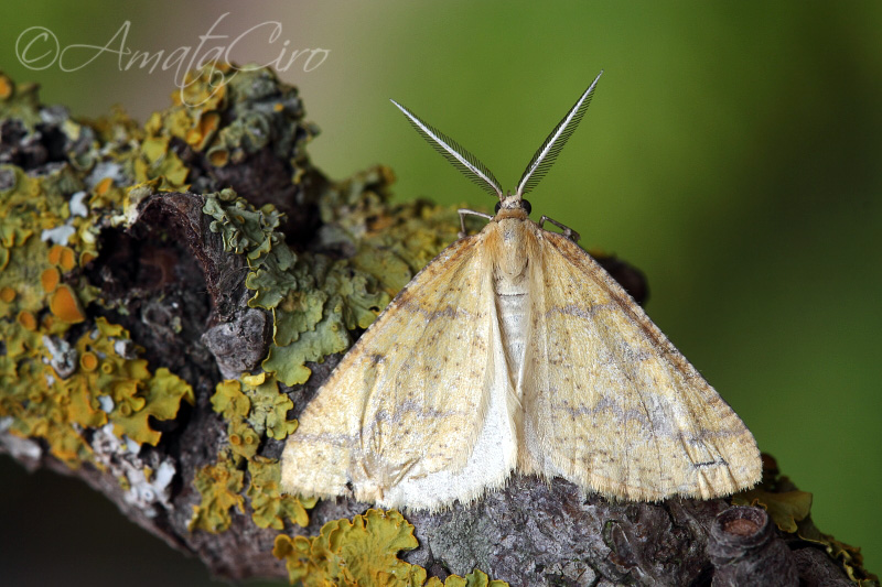 Falena n 4 da id - Aspitates (Napuca) ochrearia