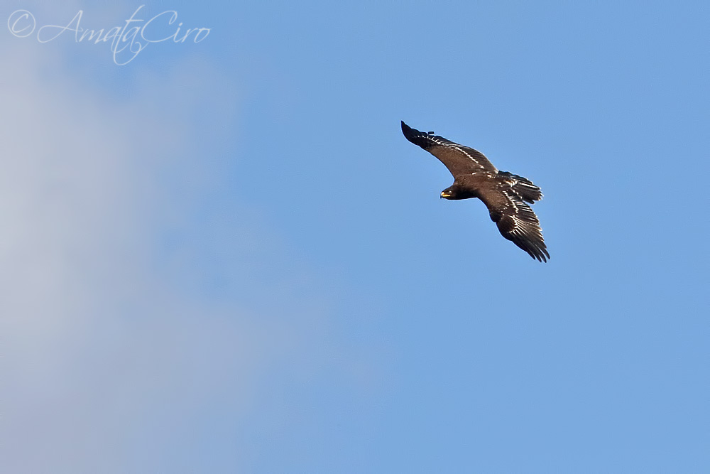 Rapace da identificare