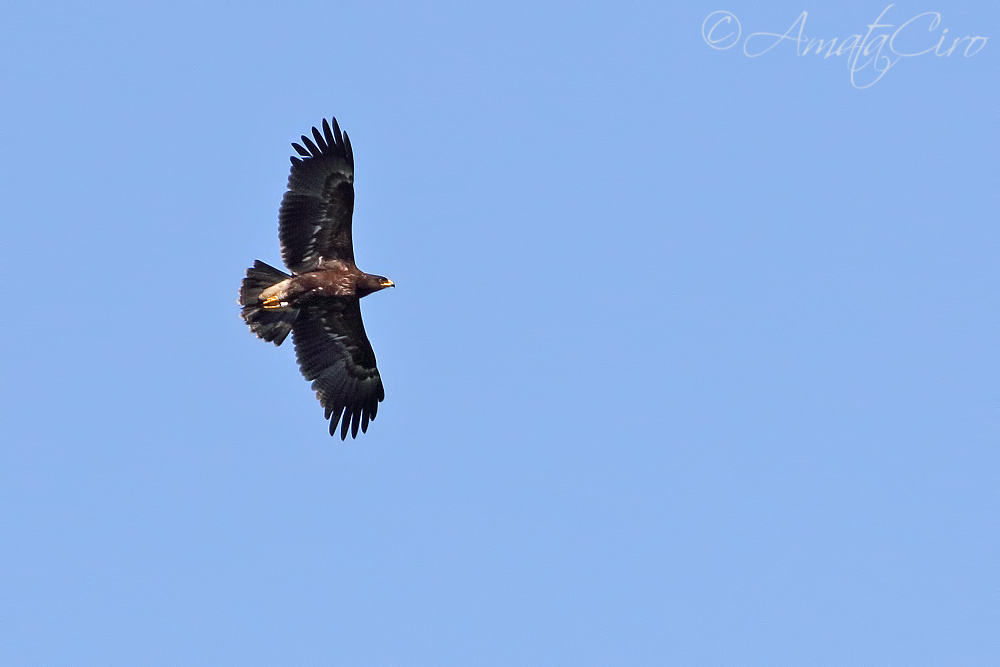 Rapace da identificare