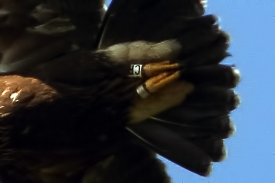 Rapace da identificare