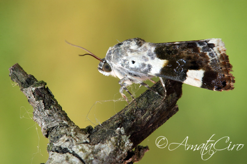 da determinare: Acontia (Acontia) lucida - Noctuidae