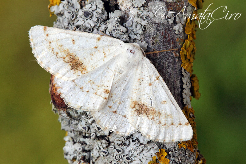 da determinare: Dyscia (Dyscia) innocentaria - Geometridae